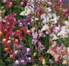 wf_snapdragon_spurred.jpg
